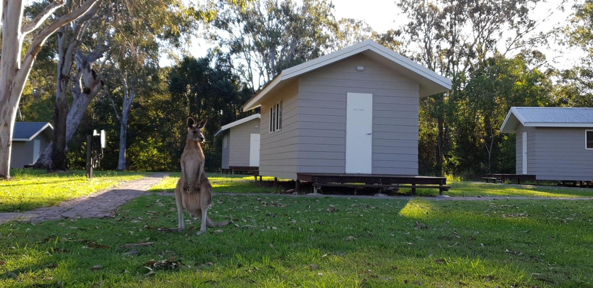 Kangarooms Noosa Everglades Cootharaba Buitenkant foto